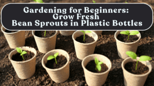 Gardening for Beginners: Grow Fresh Bean Sprouts in Plastic Bottles