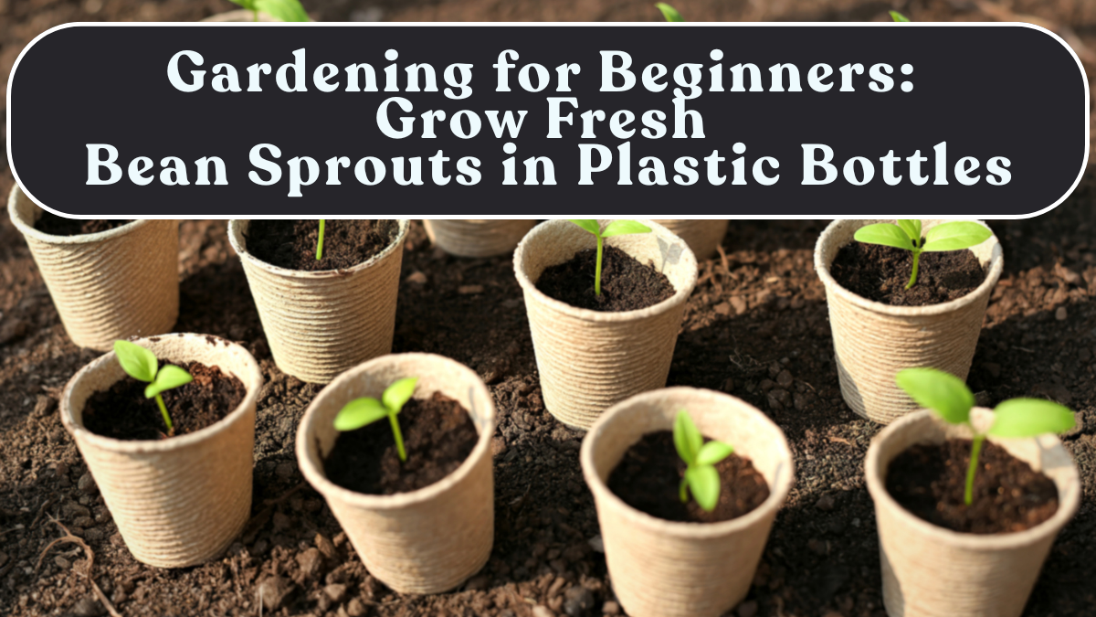 Gardening for Beginners: Grow Fresh Bean Sprouts in Plastic Bottles