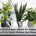 Low-Maintenance Indoor Plants for Indian Homes: 12 Options Even Busy People Can Keep Alive