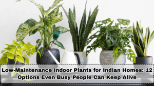 Low-Maintenance Indoor Plants for Indian Homes: 12 Options Even Busy People Can Keep Alive