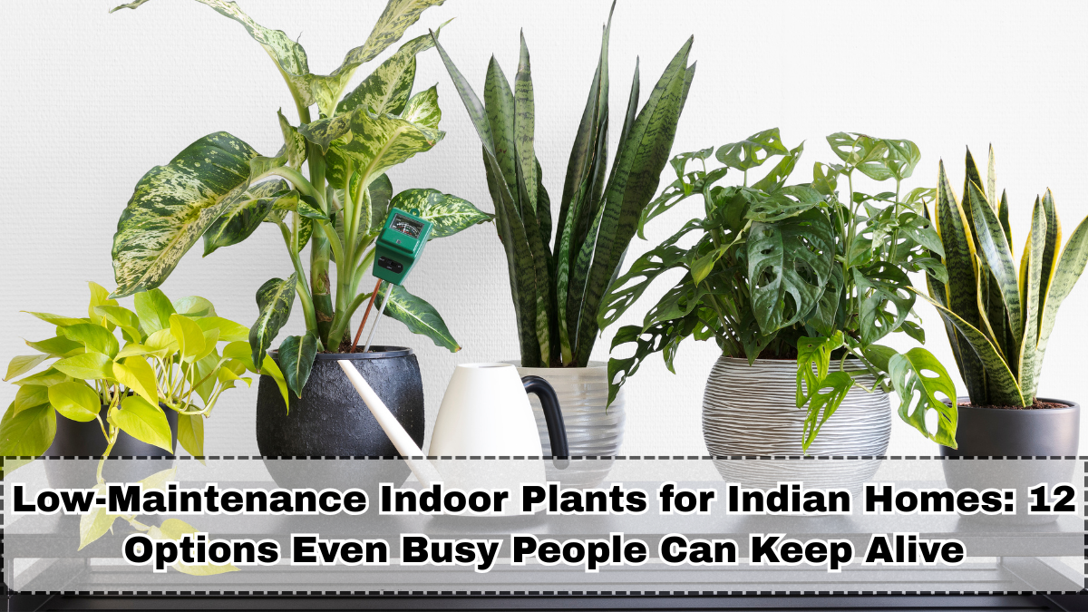 Low-Maintenance Indoor Plants for Indian Homes: 12 Options Even Busy People Can Keep Alive