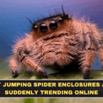 Why Jumping Spider Enclosures Are Suddenly Trending Online
