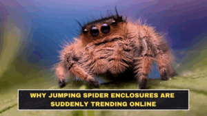 Why Jumping Spider Enclosures Are Suddenly Trending Online