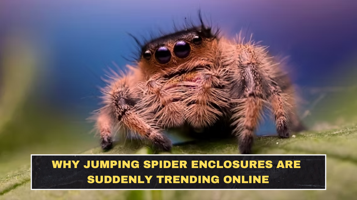 Why Jumping Spider Enclosures Are Suddenly Trending Online