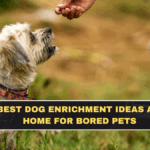 Best Dog Enrichment Ideas at Home for Bored Pets