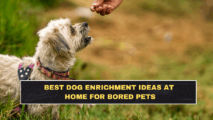 Best Dog Enrichment Ideas at Home for Bored Pets