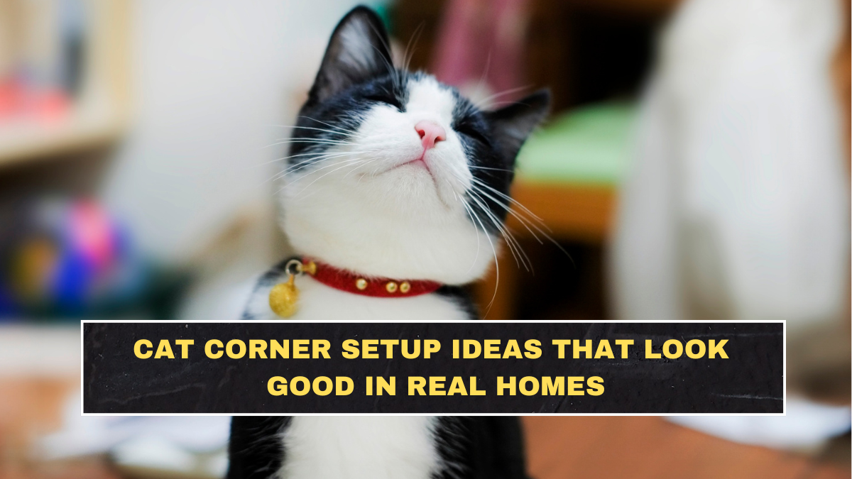 Cat Corner Setup Ideas That Look Good in Real Homes