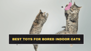 Best Toys for Bored Indoor Cats: Check Now