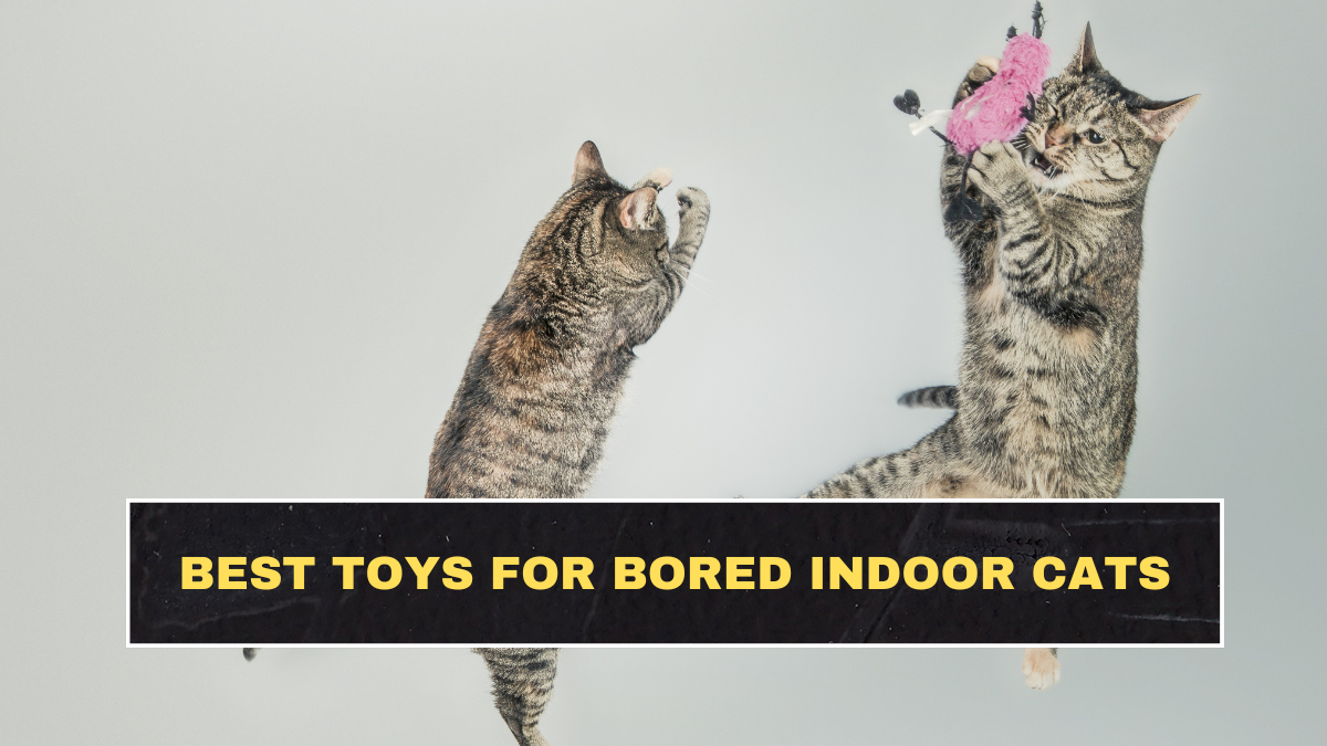 Best Toys for Bored Indoor Cats: Check Now